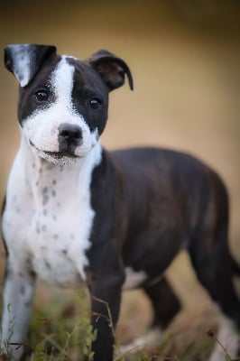 Étalon Staffordshire Bull Terrier - Accroch toi bb ça va swinguer aka panda of Spirit Wolf Addict