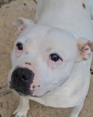 Étalon Staffordshire Bull Terrier - Plume (Sans Affixe)