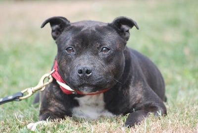 Veuve noire Marvel World Dog