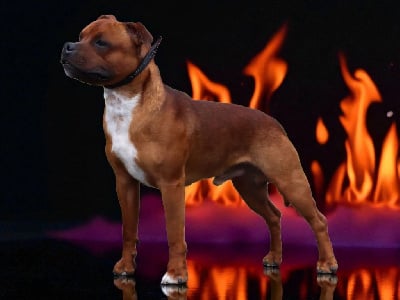 Étalon Staffordshire Bull Terrier - Virtuous n pride Soan Of Fire