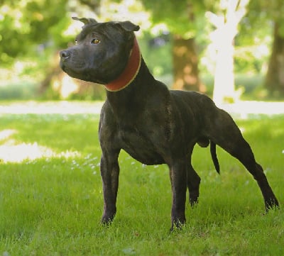 Étalon Staffordshire Bull Terrier - Ricci (Sans Affixe)