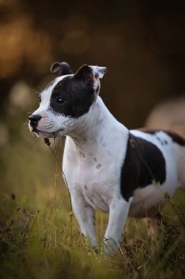 Étalon Staffordshire Bull Terrier - Amazing dream kiss aka bisous of Spirit Wolf Addict
