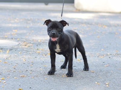 Étalon Staffordshire Bull Terrier - Pome's World Aloha sweet extravagancy