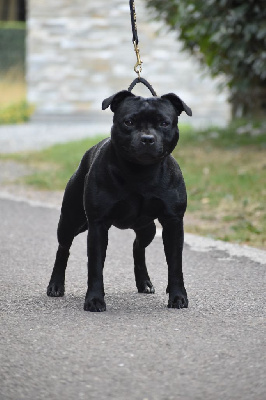 Étalon Staffordshire Bull Terrier - CH. Skillstaff Tally's man