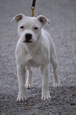 Étalon Staffordshire Bull Terrier - A woody pixie Victorious Shadow Gang