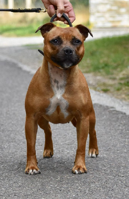 Étalon Staffordshire Bull Terrier - Skillstaff Voo doo polar girl