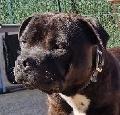 Étalon Staffordshire Bull Terrier - Diamond Stafford Vinicious jr