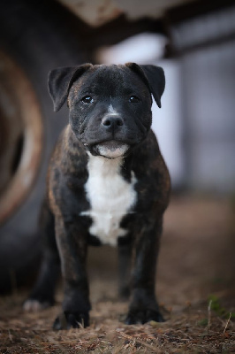 Étalon Staffordshire Bull Terrier - Aston martin of Spirit Wolf Addict