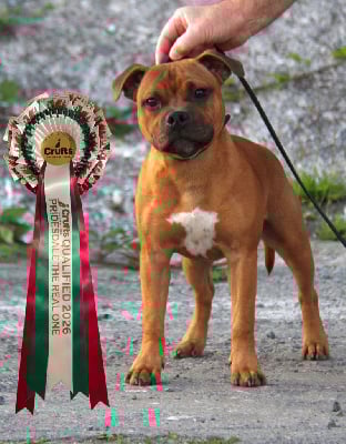Étalon Staffordshire Bull Terrier - pridesdale The real one