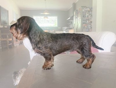 Étalon Teckel poil dur - Tom-pouce de la Voûte Azurée