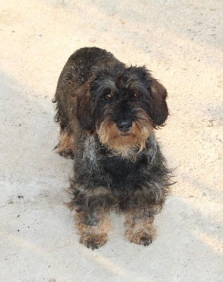 Étalon Teckel poil dur - Save me des gardiens d'Ecosse