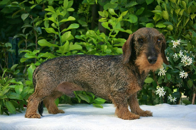 Étalon Teckel poil dur - Tea time in the Purple Moon