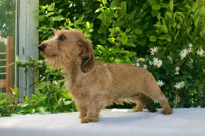 Étalon Teckel poil dur - CH. Jocker Of The Queen Toutou too much