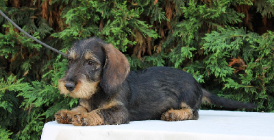 Étalon Teckel poil dur - Ava de la meute de port nieux