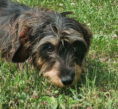 Étalon Teckel poil dur - Toupie Du logis de beaumanoir