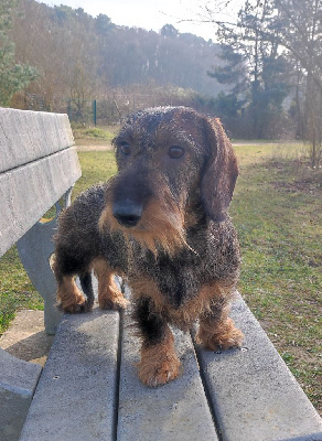 Étalon Teckel poil dur - CH. Sybelle de calchas