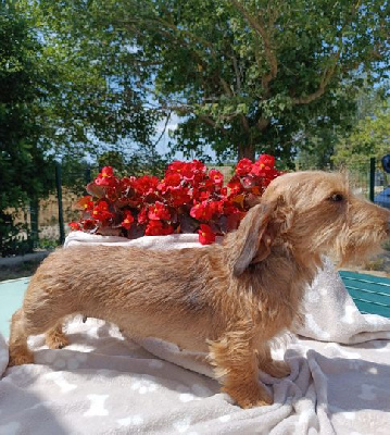 Étalon Teckel poil dur - Jocker Of The Queen Tata yoyo