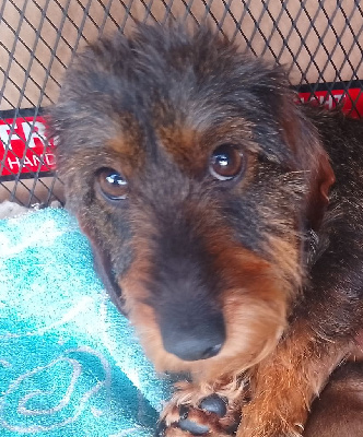 Étalon Teckel poil dur - Unik de bellamanie