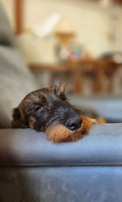 Étalon Teckel poil dur - Virus l'isotope d'oun bass