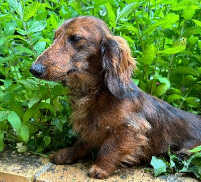 Étalon Teckel poil long - Uncroyable Du grand baronnet