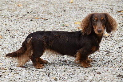 Étalon Teckel poil long - daks honor Olivia