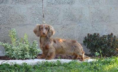 Étalon Teckel poil long - Volcane Du Domaine De Roujus