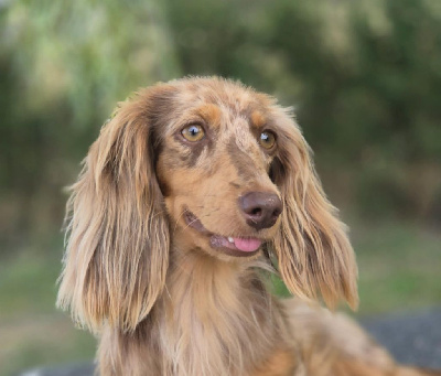Étalon Teckel poil long - Versailles Du Clos Des Bords De Mer