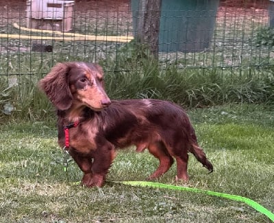 Étalon Teckel poil long - happy dynasty Lexus