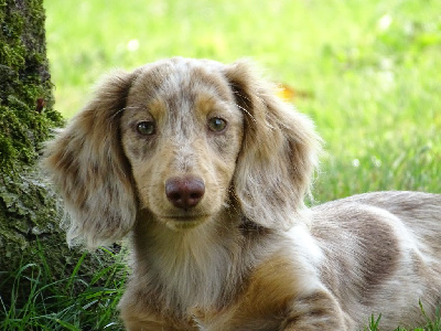 Étalon Teckel poil long - Arizona Du Domaine D'ohcumgache