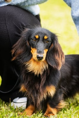 Étalon Teckel poil long - Venezia De Tetiaroa