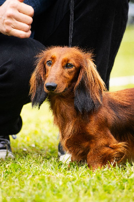 Étalon Teckel poil long - U'nyx Du Clos Des Bords De Mer