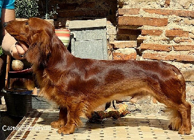 Étalon Teckel poil long - Vizir du Clos Espoir de Reve