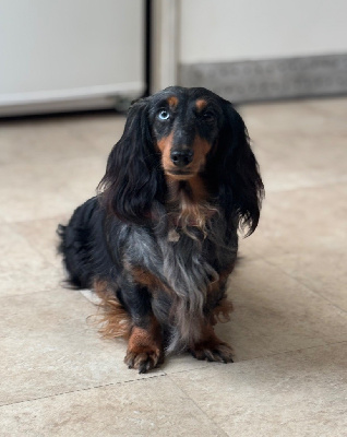 Étalon Teckel poil long - Trophy Des Anges De L'apocalypse