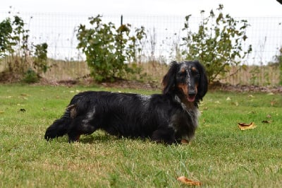 Étalon Teckel poil long - gledi best All you need is love