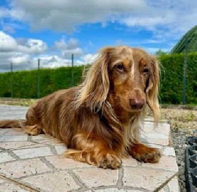 Étalon Teckel poil long - Tao ticoeur (Sans Affixe)