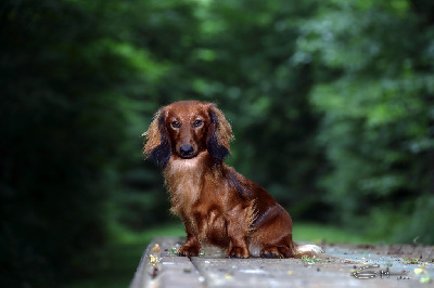 Étalon Teckel poil long - CH. V i p the star du Chemin de L'Espoir