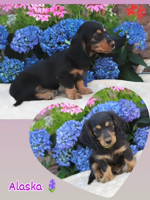 Étalon Teckel poil long - Alaska Du Domaine D'ohcumgache