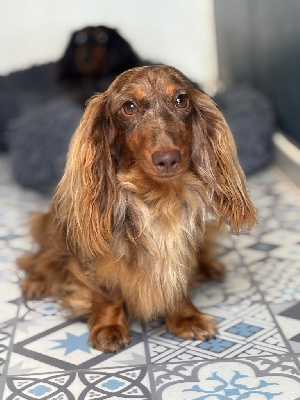 Étalon Teckel poil long - Undiz Des Anges De L'apocalypse