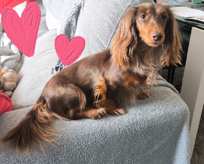 Étalon Teckel poil long - Uguette des Gueules d'Anges