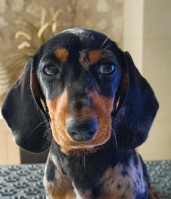 Étalon Teckel poil ras - Arawa de l'air salin