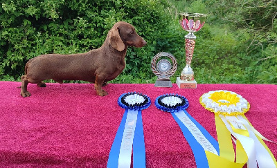 Étalon Teckel poil ras - CH. starfall listar Calvin klein