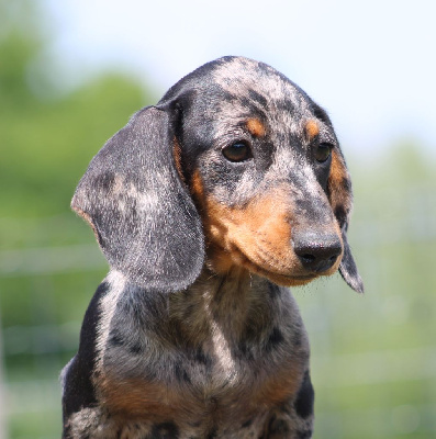 Étalon Teckel poil ras - Abysse de l'air salin