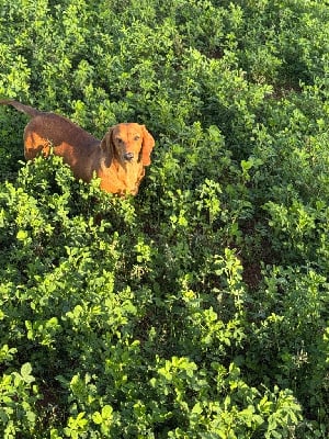 Étalon Teckel poil ras - Uriel (Sans Affixe)