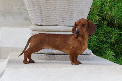 Étalon Teckel poil ras - CH. Valia owa de ker ki douar