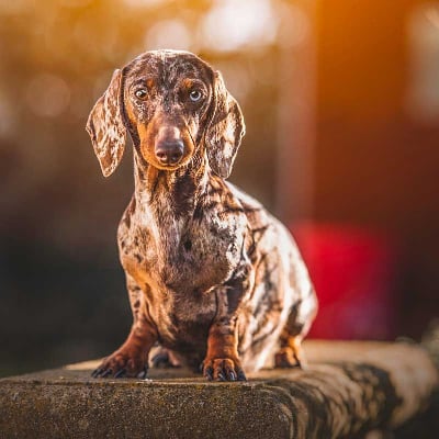 Étalon Teckel poil ras - River Des Arceaux De Bayonne