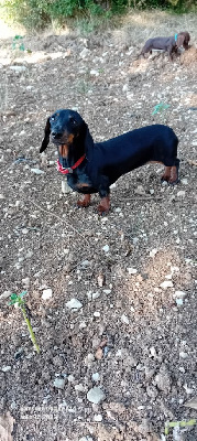 Étalon Teckel poil ras - Ulma des bords d'avene