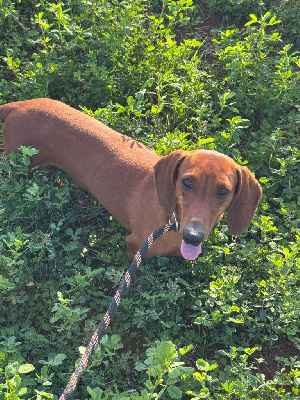 Étalon Teckel poil ras - Tobie (Sans Affixe)