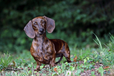 Étalon Teckel poil ras - Vicky krieps muni-tsenpo
