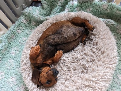 Étalon Teckel poil ras - Shanel Du Clos Des Bords De Mer