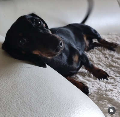 Étalon Teckel poil ras - Ugly betty Des Pépites De La Bergerie